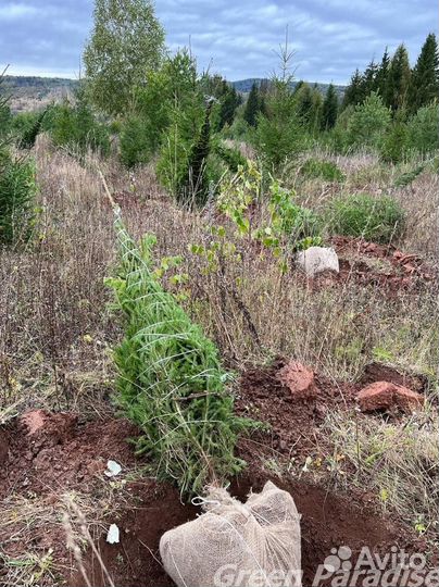 Ель обыкновенная