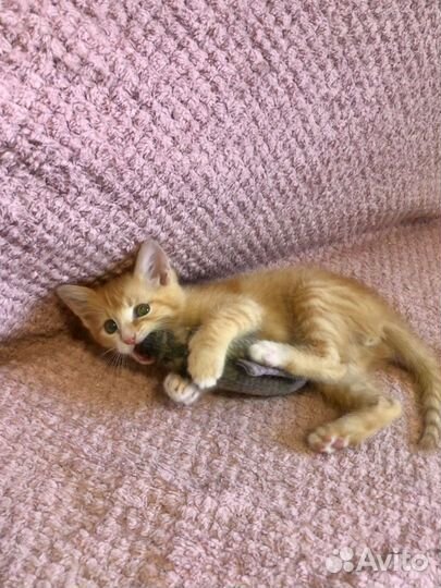 Рыжик в добрые руки