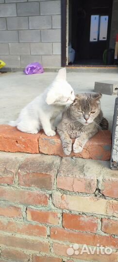 Котята ищут дом