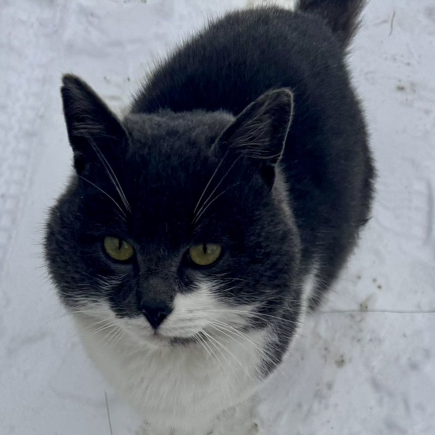 Кот в добрые руки