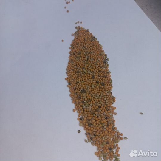 Семена горчицы