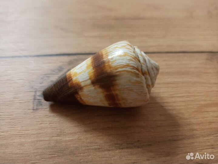 Морская раковина