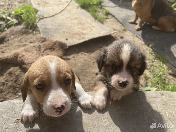 В добрые руки