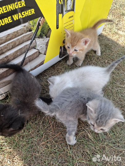 Котята в добрые руки