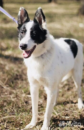 Молодой Мустанг страдает в приюте
