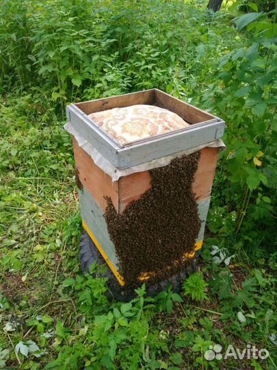 Перга пчелиная