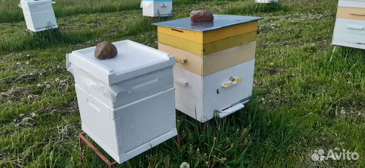 Пчелы, пчелосемьи