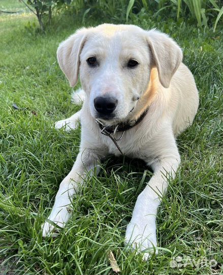 Собаки бесплатно