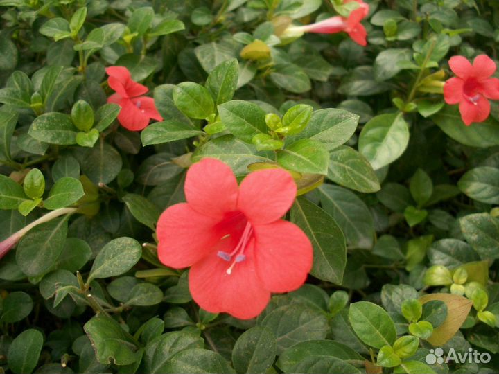 Барлерия, рафиолепис