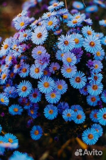 Астра многолетняя (сентябринка)