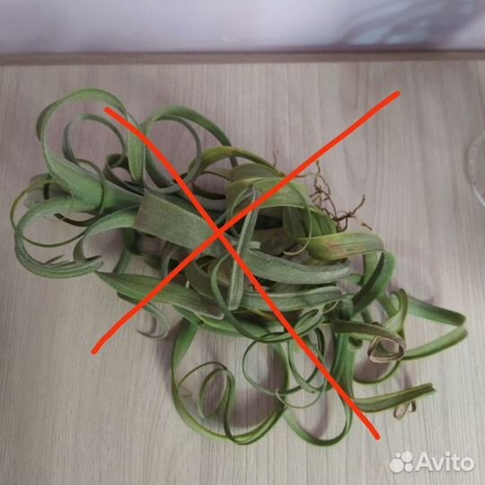 Тилландсии атмосферные