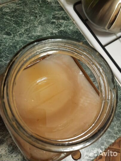 Чайный гриб