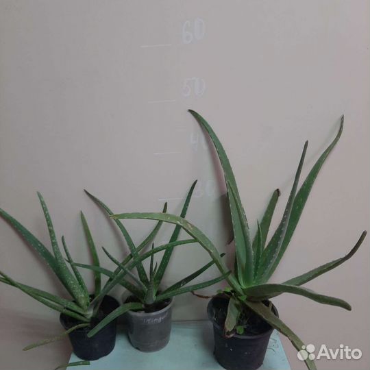 Алоэ и каланхоэ лечебные