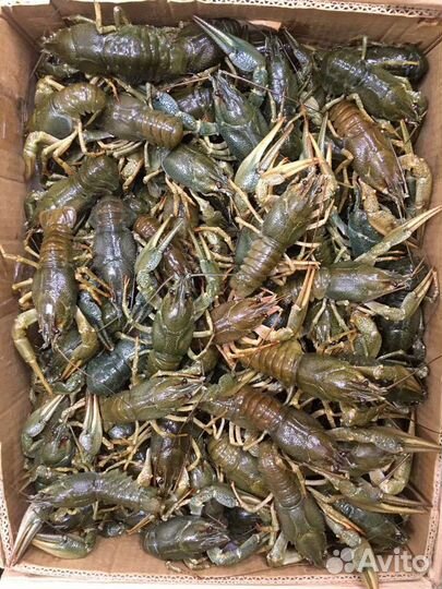 Живые раки оптом