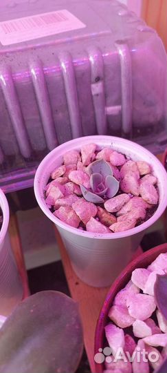 Эхеверия суккуленты