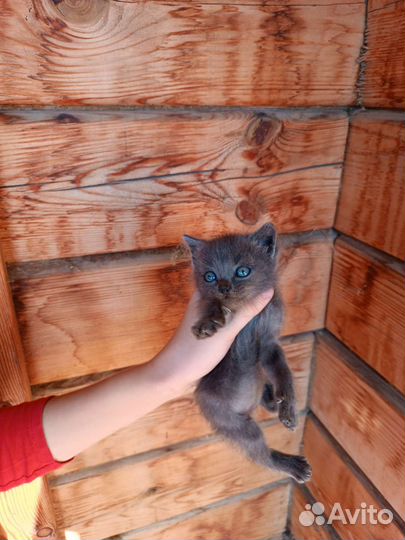 Домашние животные котята