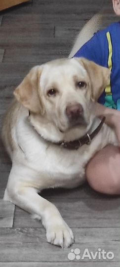 Щенки лабрадора