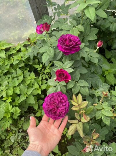 Розы оптом