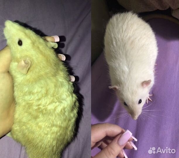 Вязка крыс дамбо Фавн рекс и Сиам