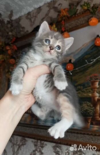 Малышка ищет дом