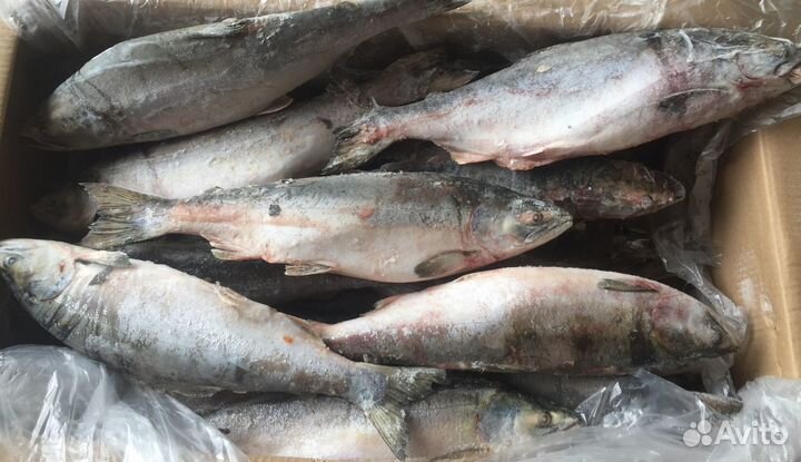 Свежая рыба