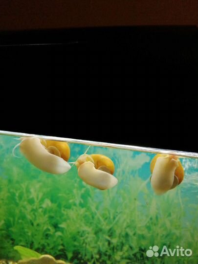 Улитки ампулярии