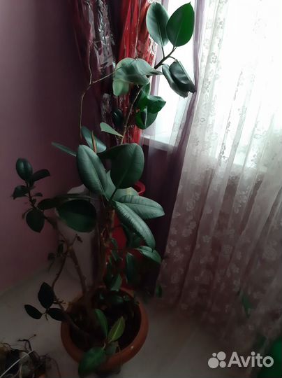 Драцена,юкка,фикус