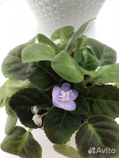 Фиалка нежно-голубая