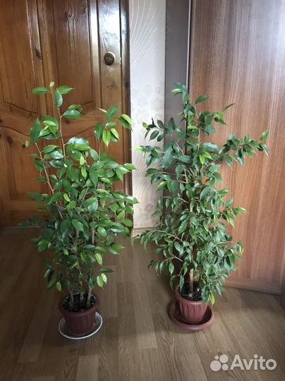 Фикус Бенджамина Наташа