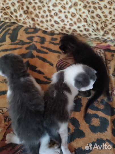 Котята в добрые руки