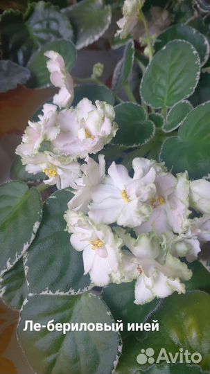 Фиалки разные сорта