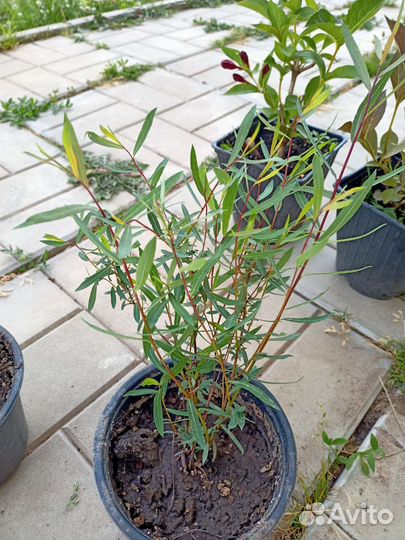 Ивы Хакуро Нишике, ива Нана, ива Высокая шар