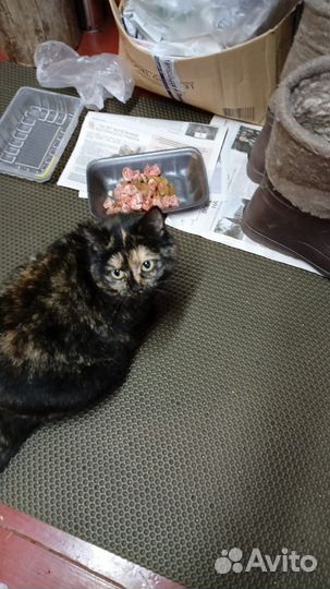 Кошка в добрые руки