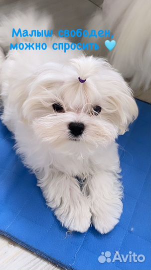 Мальтезе РКФ