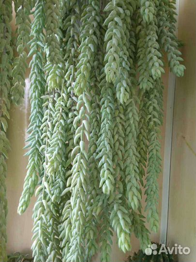 Очиток Моргана