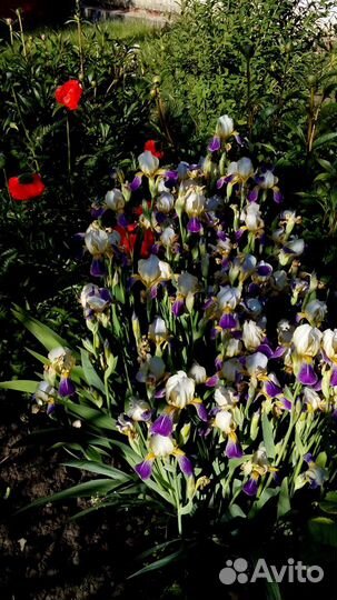 Ирисы