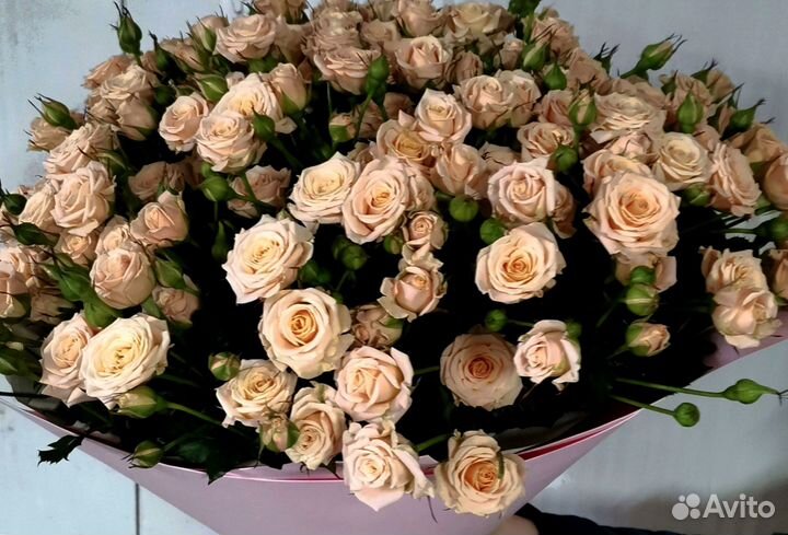 Розы, букет цветов, 101 роза, 51 роза. Розы опт