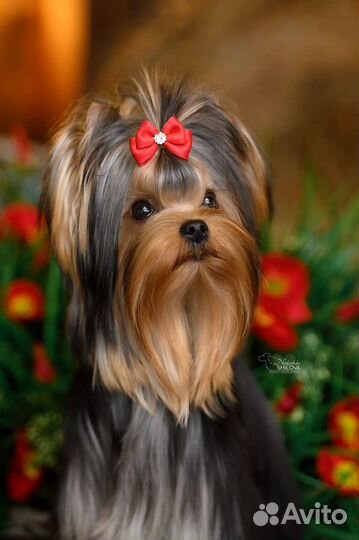 Йоркширский терьер