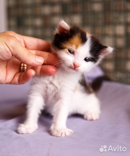 Красивый котенок