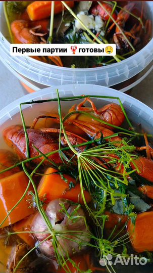 Продам живые раки,вареные