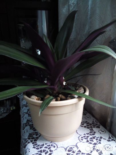 Продам цветы комнатные