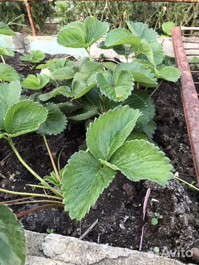 Рассада клубники разных сортов