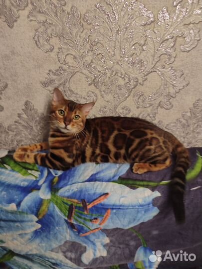 Бенгальский котик
