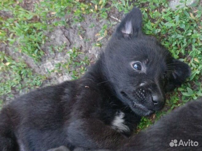 Восточноевропейская овчарка