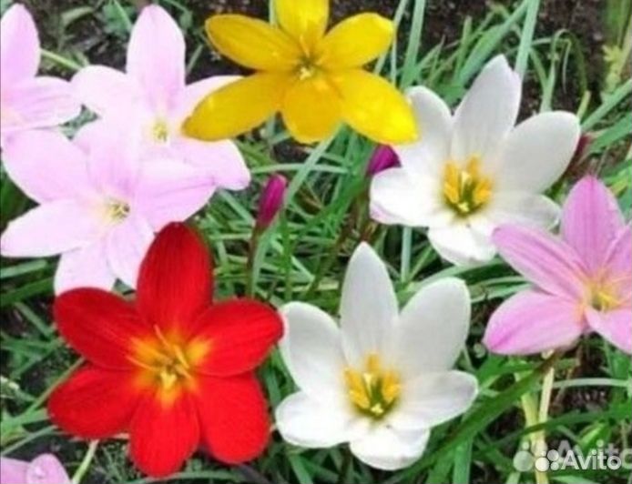 Зефирантес желтый, красный, белый, розовый