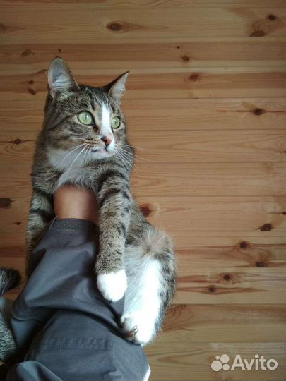Кошка в дар