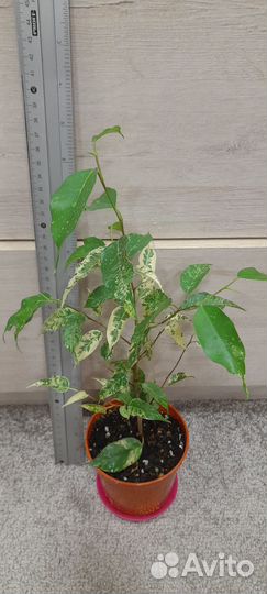 Фикус Сафари и др