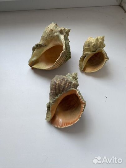 Морские ракушки