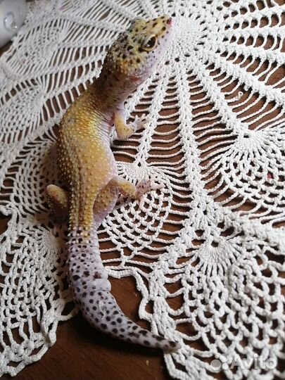 Ящерица эублефар добрая улыбашка