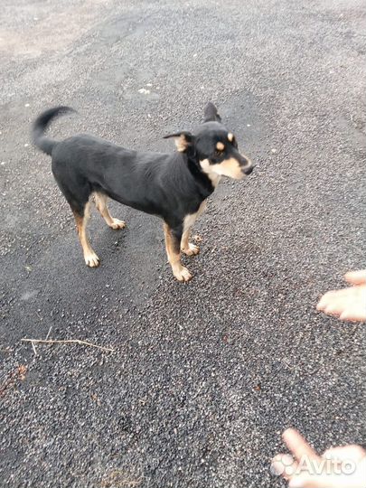 Собаки бесплатно